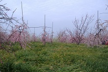 �a��s�̔~��