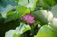 �h�B�̘@��